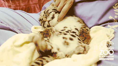 zwierzaki - tiger sleepy.gif