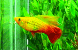 akwarium- rybki - samsad_marigold_platy.gif