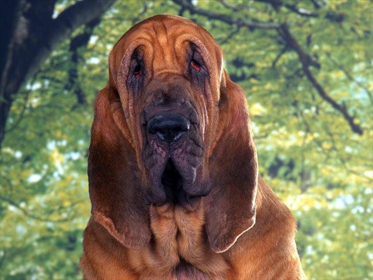 06 Dogs 1600x1200 - Bloodhound.jpg