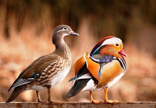 Ptaki - beautiful-animals-091.jpg