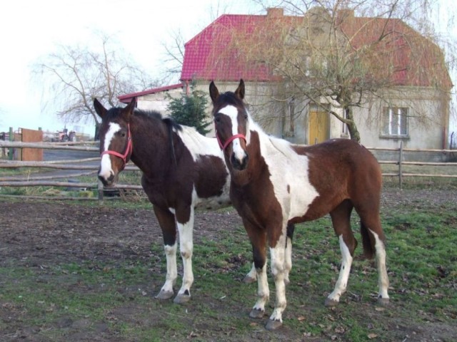 Konie - konie 417.jpg
