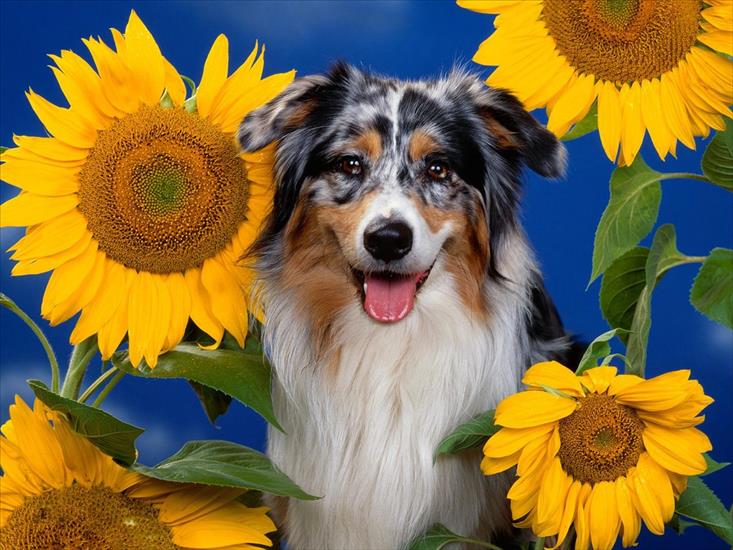 tapety psy - AllDay.ru_Australian Shepherd.jpg