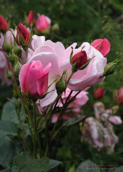 KWIATY OGRODOWE - roze-kwiaty-ogrodowe_0027.jpg