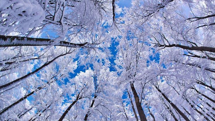 Tapety - Winter Blue Sky Mac Wallpapers The Forest.jpg