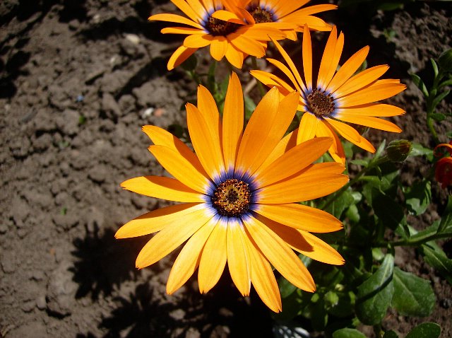 gazanie - gazania.jpg