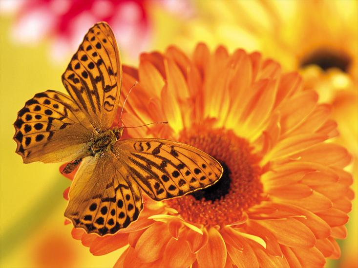110 Beautiful Butterflies Wallpapers 1600 X 1200 - 11.jpg