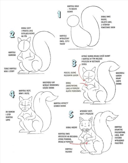 Kurs rysowania zwierząt - kurs rysowania - wiewiórka.jpg