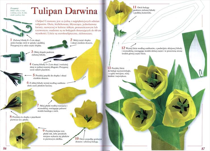 1 - tulipan darwina.JPG