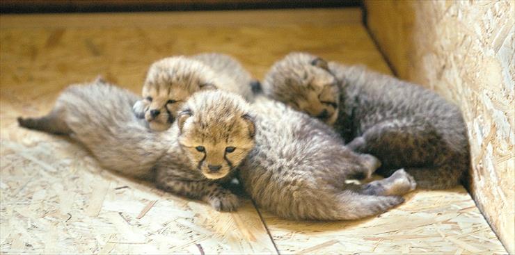 Chorzów - zoo gepardy.jpg