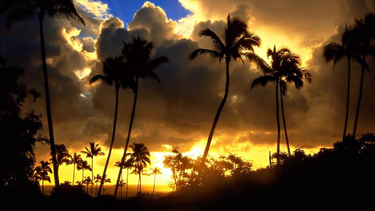 Wschody i Zachodymesmerizingsunsets - Wschody i Zachodymesmerizingsunsets  sunset palm trees.jpg