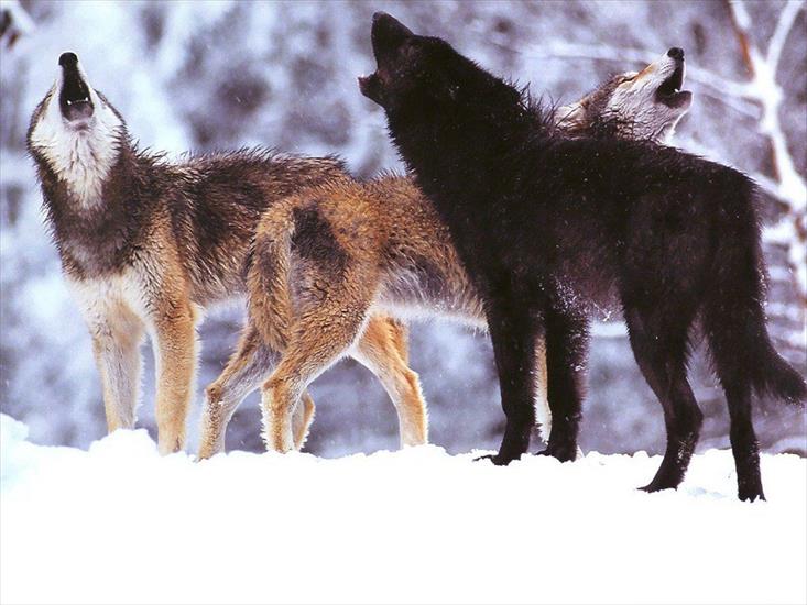 100 Wolves Wallpapers - 13.jpg