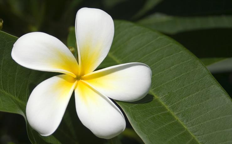 kwiaty - 00499_fijianfrangipani_1280x800.jpg