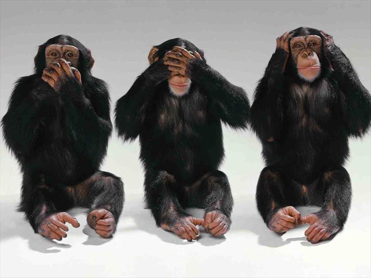 GALERIA - Hear No Evil, See No Evil, Speak No Evil.jpg