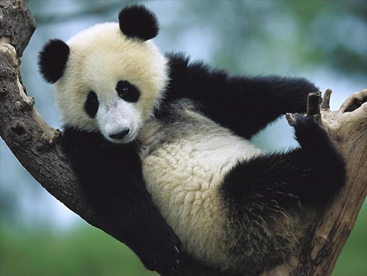 Pandy - Giant_Panda_Cub_1600 x 1200.jpg