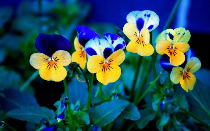 kwiaty - bukiety - bratki niebiesko-zólte1.jpg