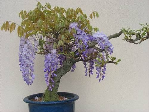 BONSAI - 1271758775_bloomingbonsai34.jpg