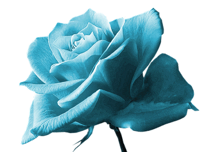 róże - niebieskaroza1.png