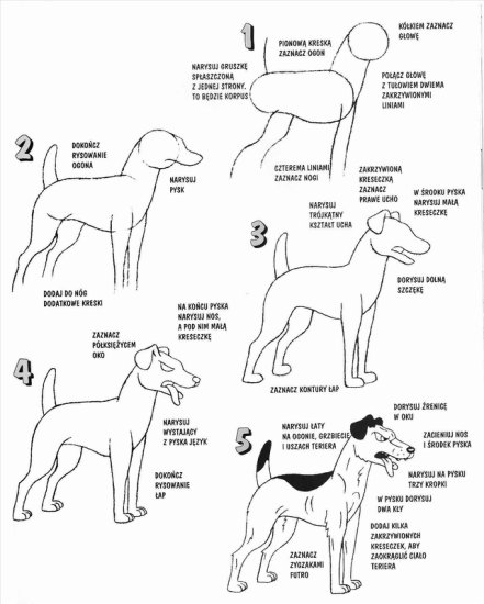 Kurs rysowania zwierząt - kurs rysowania - pies terier.jpg